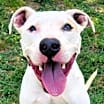Thumbnail photo of Goliath aka Chisholm DD #1