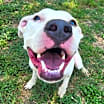 Thumbnail photo of Goliath aka Chisholm DD #2