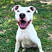 Thumbnail photo of Goliath aka Chisholm DD #3