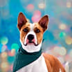 Thumbnail photo of Bobby Darin (D.O.G.) JuM* #3