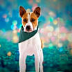 Thumbnail photo of Bobby Darin (D.O.G.) JuM* #4