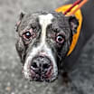 Thumbnail photo of Wade #2