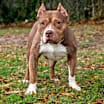 Thumbnail photo of Shorty #1