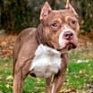 Thumbnail photo of Shorty #2