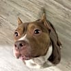 Thumbnail photo of Shorty #3