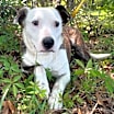 Thumbnail photo of Joey #2