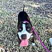 Thumbnail photo of Pipi Poppins V30 #3