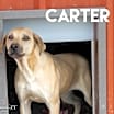 Thumbnail photo of Carter Rico III #4