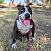Thumbnail photo of Pipi Poppins V30 #4