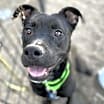 Thumbnail photo of Roxy #1