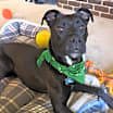 Thumbnail photo of Roxy #3