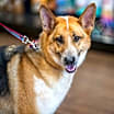 Thumbnail photo of Smokey Gil #2