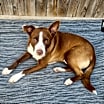 Thumbnail photo of Ollie #3