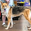 Thumbnail photo of Smokey Gil #4