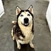 Thumbnail photo of Aspen #1