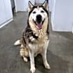 Thumbnail photo of Aspen #2