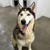 Thumbnail photo of Aspen #4