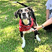 Thumbnail photo of Bosco #4