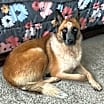 Thumbnail photo of Rocky  -  *By Appointment* #1