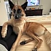 Thumbnail photo of Rocky  -  *By Appointment* #3