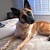 Thumbnail photo of Rocky  -  *By Appointment* #4