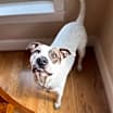 Thumbnail photo of Buddy #1