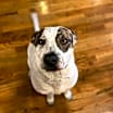 Thumbnail photo of Buddy #2