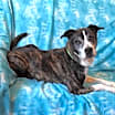 Thumbnail photo of Bisquit #2