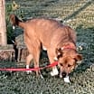 Thumbnail photo of Beau #2