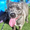 Thumbnail photo of Blue #2