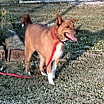 Thumbnail photo of Beau #3