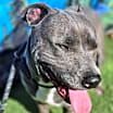 Thumbnail photo of Blue #3