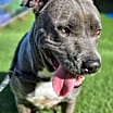 Thumbnail photo of Blue #4