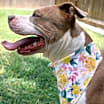 Thumbnail photo of Billie #3