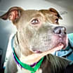 Thumbnail photo of Kryptonite #3