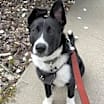 Thumbnail photo of Shadow #1