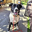 Thumbnail photo of Shadow #3