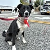Thumbnail photo of Shadow #4