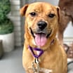 Thumbnail photo of Maizy #2