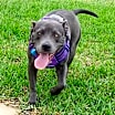 Thumbnail photo of Candy #1