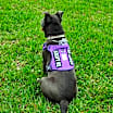 Thumbnail photo of Candy #4