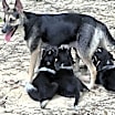 Thumbnail photo of Stormi (Mom) #1