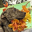 Thumbnail photo of Lola #1
