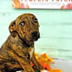 Thumbnail photo of Lola #2