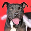 Thumbnail photo of Augustus #1