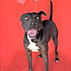 Thumbnail photo of Augustus #2
