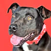 Thumbnail photo of Augustus #3