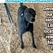 Thumbnail photo of Denny #2
