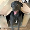 Thumbnail photo of Denny #3