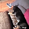 Thumbnail photo of Willow #2